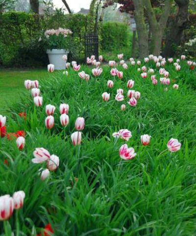 Tulpen 'Happy Generation' von Bakker auf blumen.de