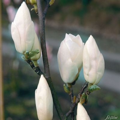 Tulpen-Magnolie ´Alba Superba´ von Garten Schlüter auf blumen.de