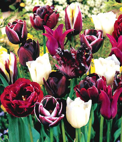 Tulpen-Mix  von BALDUR-Garten auf blumen.de