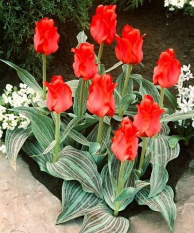 Tulpen 'Rotkäppchen' von Bakker auf blumen.de