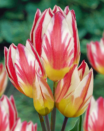 Tulpen Tricolette von Blumenzwiebelnversand auf blumen.de