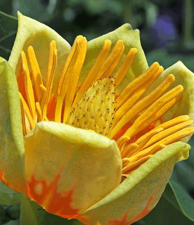 Tulpenbaum (gelb) von BALDUR-Garten auf blumen.de