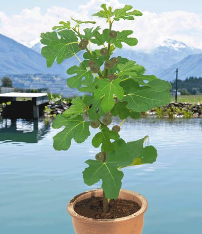 Twotimer- Feige von BALDUR-Garten auf blumen.de