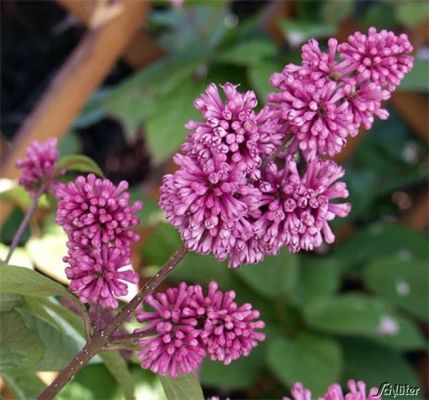 Ungarischer Flieder von Garten Schlüter auf blumen.de