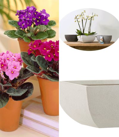 Usambara Veilchen Mix  von BALDUR-Garten auf blumen.de