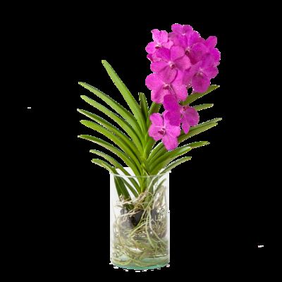 Vanda Orchidee in Violett  von Blume2000.de auf blumen.de