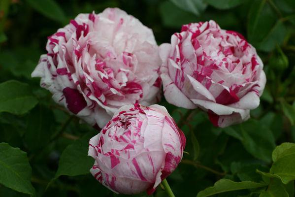 Variegata di Bologna von Rosen-Direct auf blumen.de