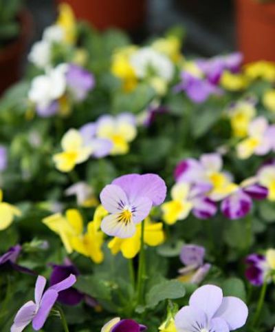 Veilchen gemischt von Bakker auf blumen.de