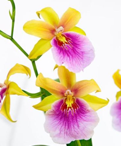 Veilchenorchidee ‘Newton Falls’ von Bakker auf blumen.de