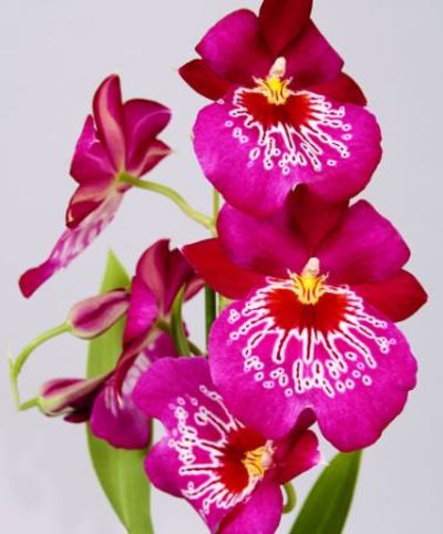 Veilchenorchidee von Bakker auf blumen.de
