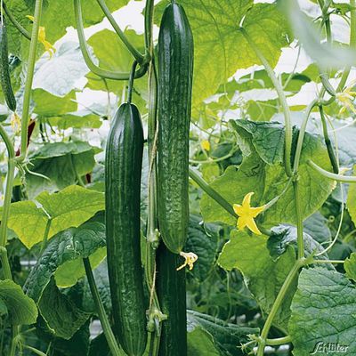 Veredelte Salatgurke ´Dominica´ von Garten Schlüter auf blumen.de