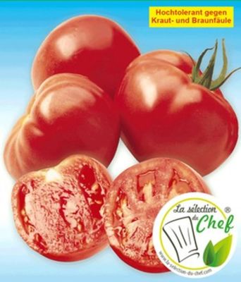 Veredelte Stab-Tomate ´Maestria´ F1 von BALDUR-Garten auf blumen.de