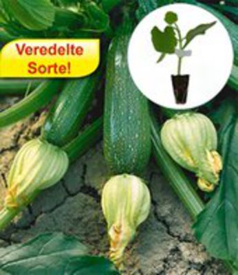 Veredelte Zucchini  von BALDUR-Garten auf blumen.de