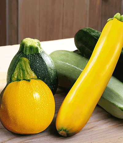 Veredelte Zucchini-Kollektion von BALDUR-Garten auf blumen.de
