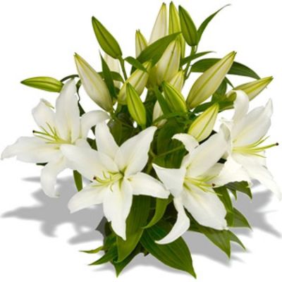 Verzweigte Lilien weiß von Florito FlowerPost auf blumen.de