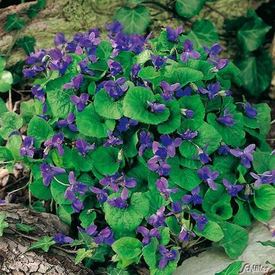 Violettblaues Duftveilchen ´Königin Charlotte´ von Garten Schlüter auf blumen.de