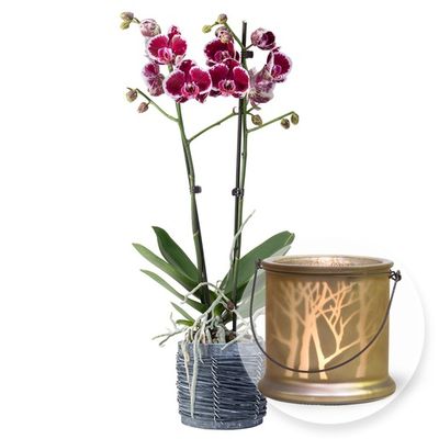 Violette Orchidee im grauen Holztopf  von Valentins auf blumen.de