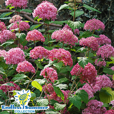 Waldhortensie Endless Summer® Bella Anna® von Gärtner Pötschke auf blumen.de