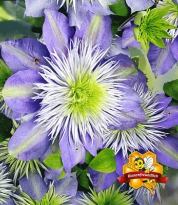 Waldrebe Clematis ´Crystal Fountain TM´ von GartenXXL auf blumen.de