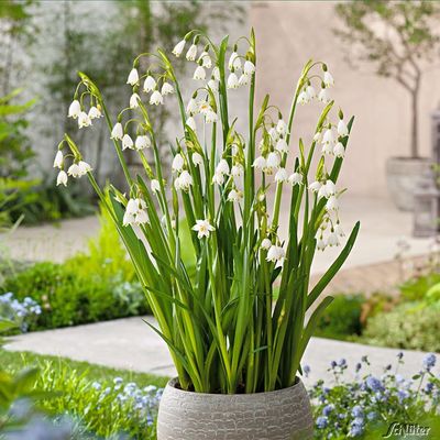 Waldschneeglöckchen  von Garten Schlüter auf blumen.de