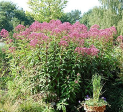 Wasserdost Riesenschirm von Nr-01 Pflanzenversand auf blumen.de