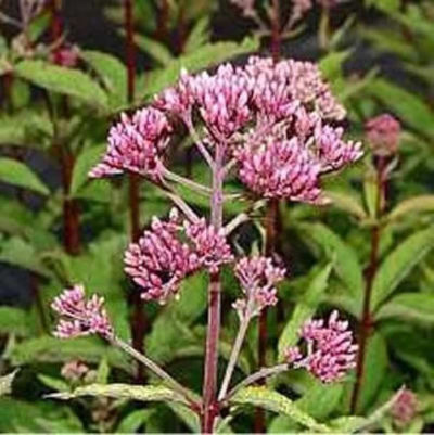 Wasserdost rosarot von Nr-01 Pflanzenversand auf blumen.de