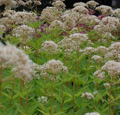 Wasserdost weiß von Nr-01 Pflanzenversand auf blumen.de