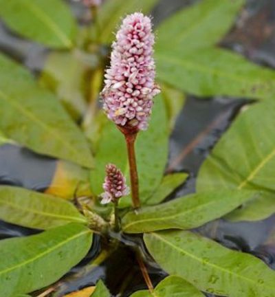 Wasserknöterich von Nr-01 Pflanzenversand auf blumen.de