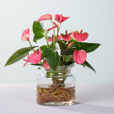 Water Plant Anthurie in Rosa  von Blume2000.de auf blumen.de