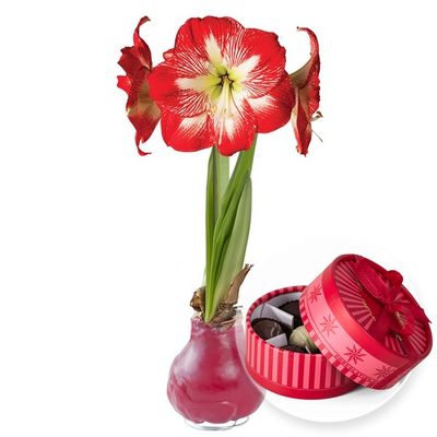 Wax-Amaryllis in Rot  von Valentins auf blumen.de