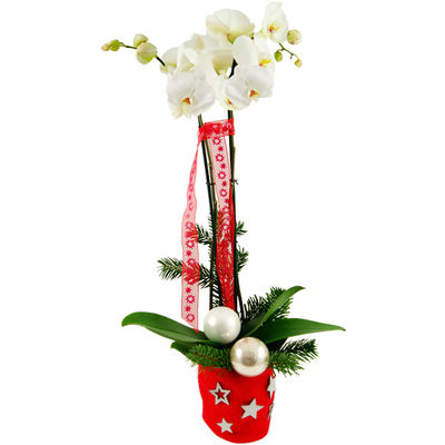 Weihnachten Phalaenopsis Weiß von Bluvesa auf blumen.de