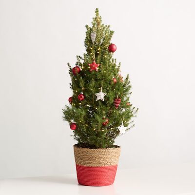 Weihnachtsabend von Blume2000.de auf blumen.de