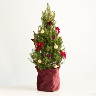 Weihnachtsbäumchen von Blume2000.de auf blumen.de