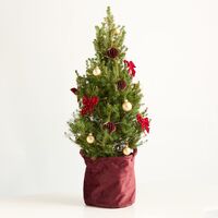 Weihnachtsbäumchen von Blume2000.de auf blumen.de