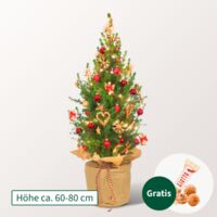 Weihnachtsbaum Weihnachtsstrahlen von FloraPrima auf blumen.de