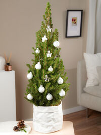 Weihnachtsglanz von Fleurop auf blumen.de