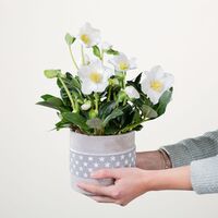 Frosty Miracle von Blume2000.de auf blumen.de