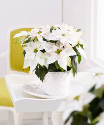 Weihnachtsstern Princettia® 'Pearl White' von Bakker auf blumen.de