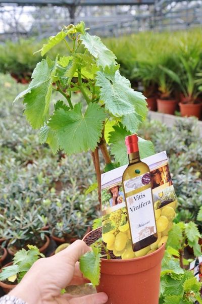 Weinrebe - Vitis vinifera - grüne Traube von Der Palmenmann auf blumen.de