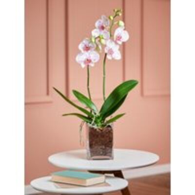 Weiß-pinke Orchidee von Fleurop auf blumen.de