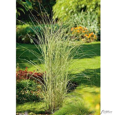 Weißbuntes Chinaschilf 'Morning Light' von Garten Schlüter auf blumen.de