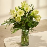 Weiße Amaryllis von Blume2000.de auf blumen.de