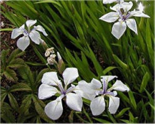 weiße Asiatische Sumpf Schwertlilie - Iris laevigata von Nr-01 Pflanzenversand auf blumen.de
