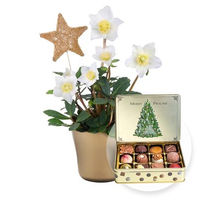 weiße Christrose im Topf  von Valentins auf blumen.de