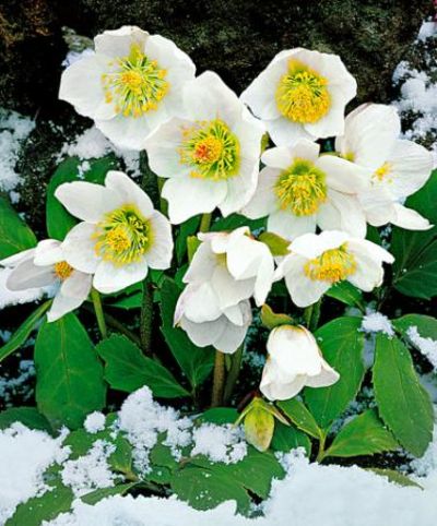 Weiße Christrose von Bakker auf blumen.de