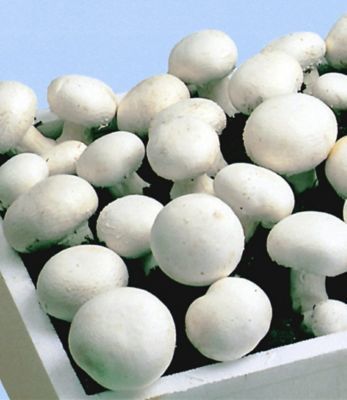 Weiße Edel-Champignons von GartenXXL auf blumen.de