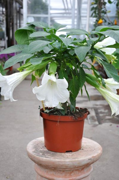 Weiße Engelstrompete von Der Palmenmann auf blumen.de