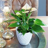 Weiße Flamingoblume von Gärtner Pötschke auf blumen.de