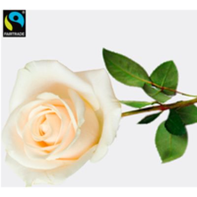 Weiße langstielige Fairtrade Rose  von FloraPrima auf blumen.de