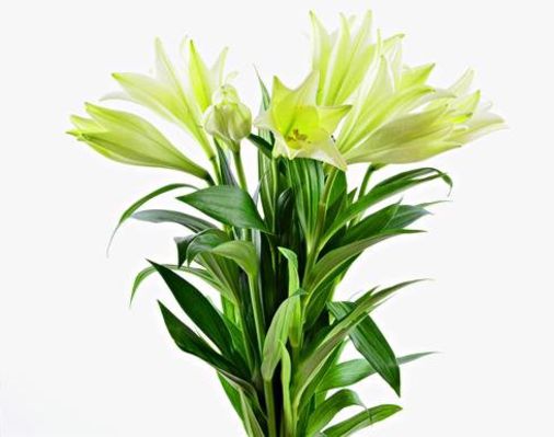 weiße Lilien Longiflorum von BestFlowers auf blumen.de